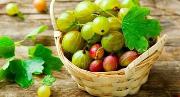 Top 3 recepty na výrobu džemu z černého rybízu a angreštu na zimu